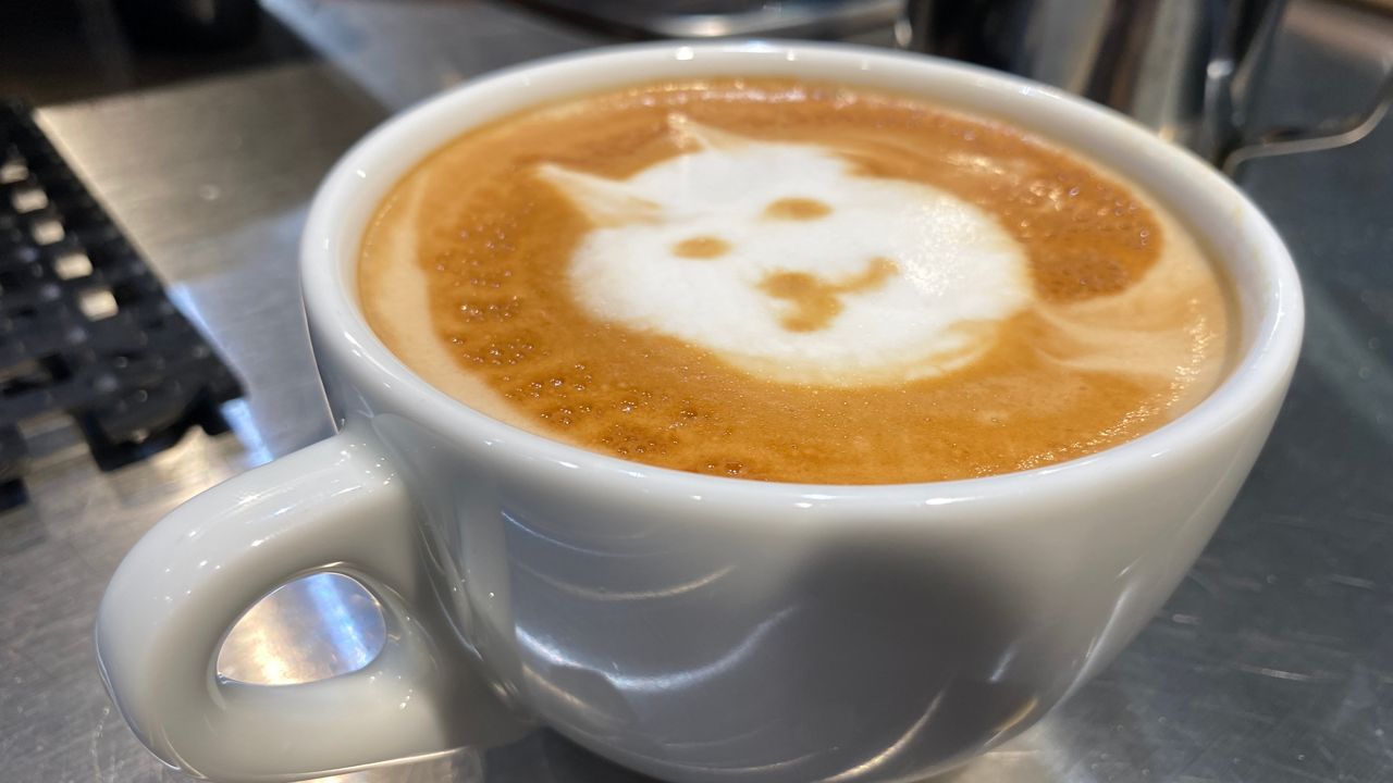 Dogebeans Coffee cryptocurrency payments dogecoin