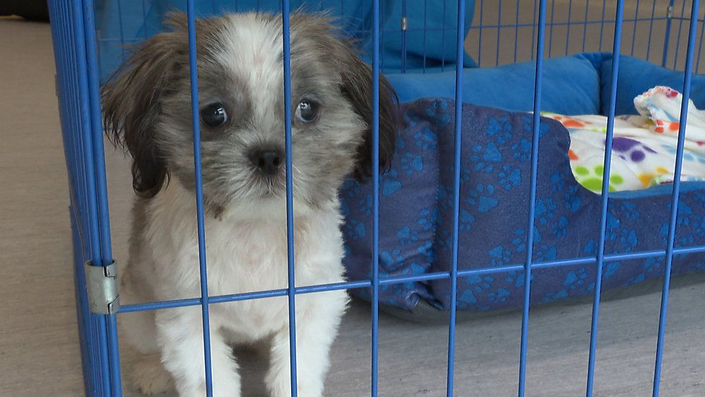 50 Dogs Seized In Suspected Hoarding Case Up For Adoption