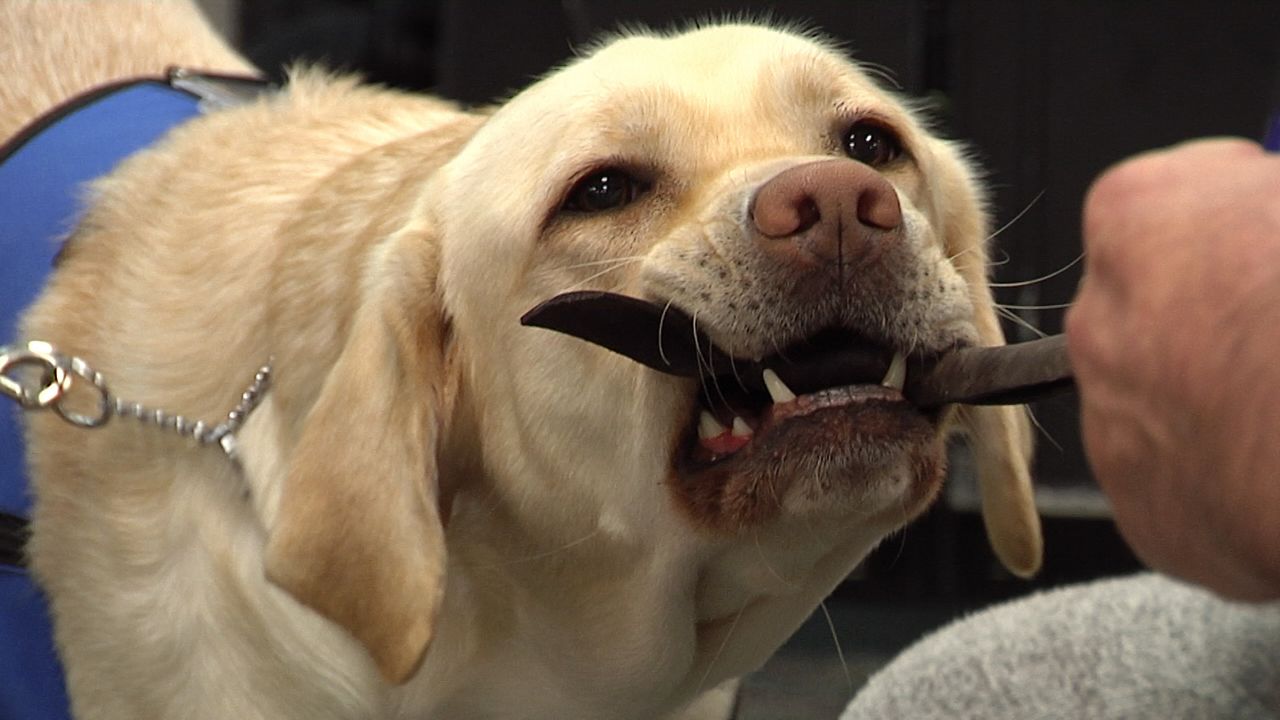 La Crosse facility first Mayo Clinic to utilize facility dog
