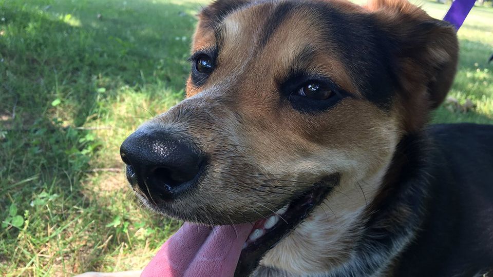 Too hot for you? It's too hot for your dog