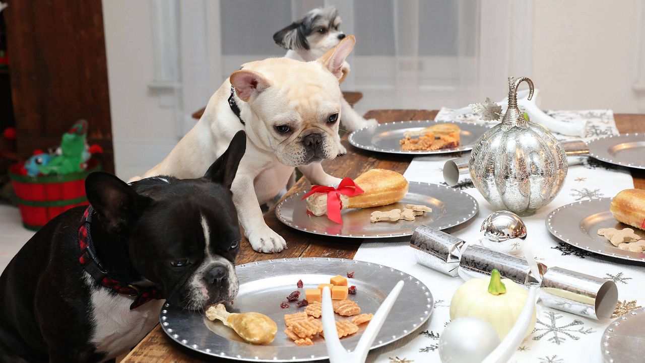 (Amy Sussman/AP Images for PetSmart)