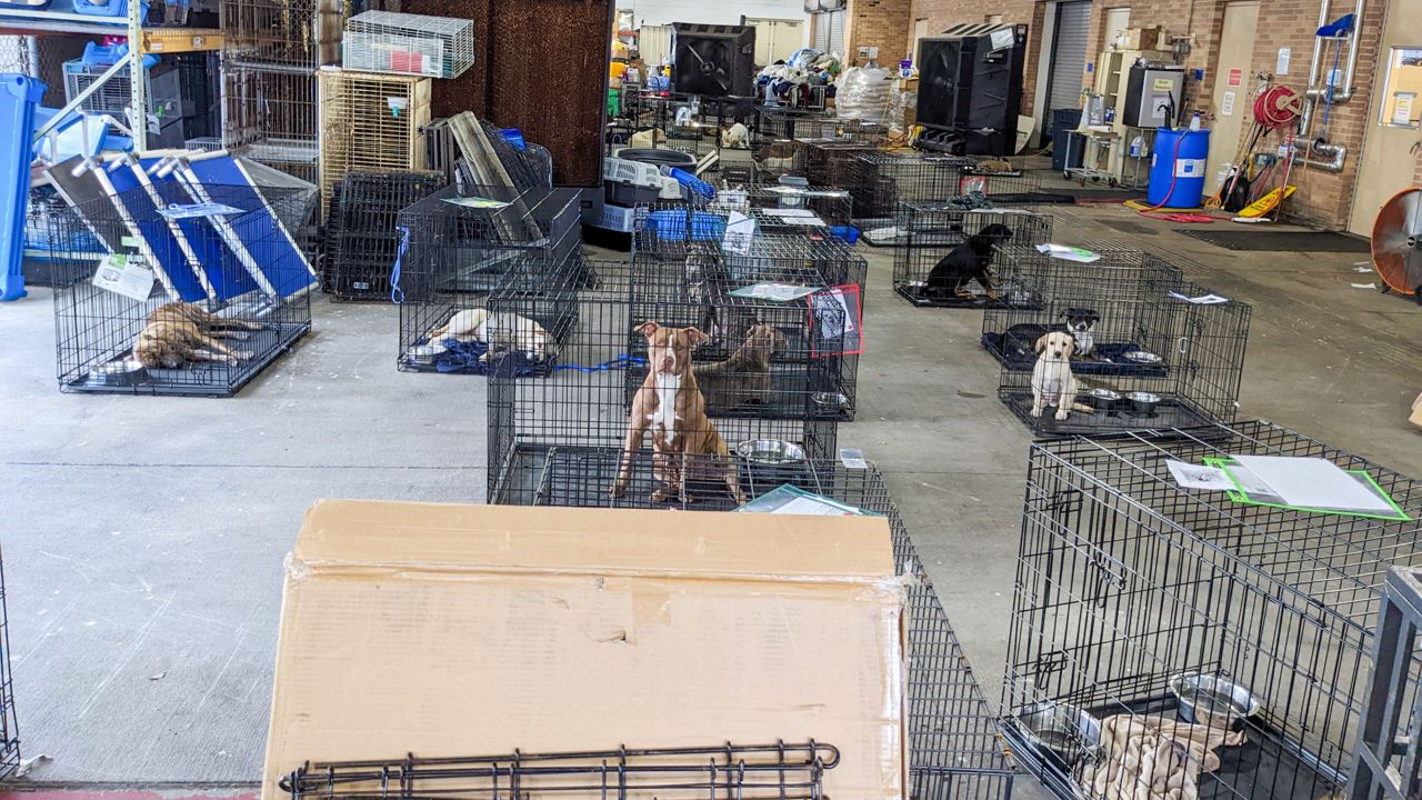 The shelter is home to more than 700 dogs right now. (City of Austin)