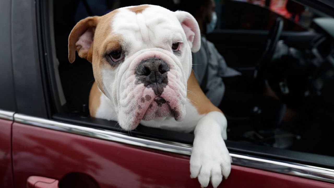 What You Need To Know About Kids, Pets and Hot Cars This Summer