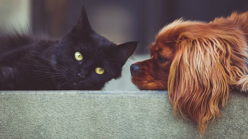 Photo of a black cat and a dog. 