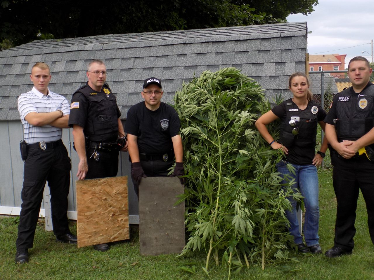 Dolgeville Police Seizes Marijuana Growing on Village Property