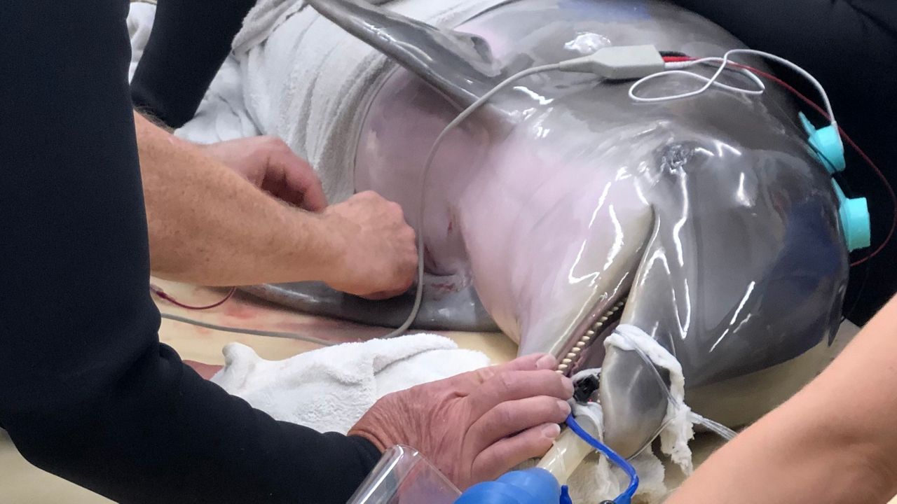 Rimmy, a rescued bottlenose dolphin undergoes the first-ever spinal tap on a live dolphin (SeaWorld San Antonio)