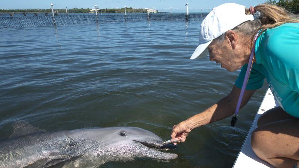 In this photo provided by the Florida Keys News Bureau, Linda Erb, vice president of animal care and training at Dolphin Research Center, feeds Ranger, a juvenile bottlenose dolphin, Thursday, May 12, 2022, in Marathon, Fla. The male was flown March 25, to the Florida Keys from the Texas State Aquarium Wildlife Rescue Center after being rescued in June 2021 from Goose Island State Park in Texas, suffering from a respiratory infection and dehydration following his mother's death. Because the dolphin can't be released, National Marine Fisheries Service chose DRC to be his forever home. (Andy Newman/Florida Keys News Bureau via AP)