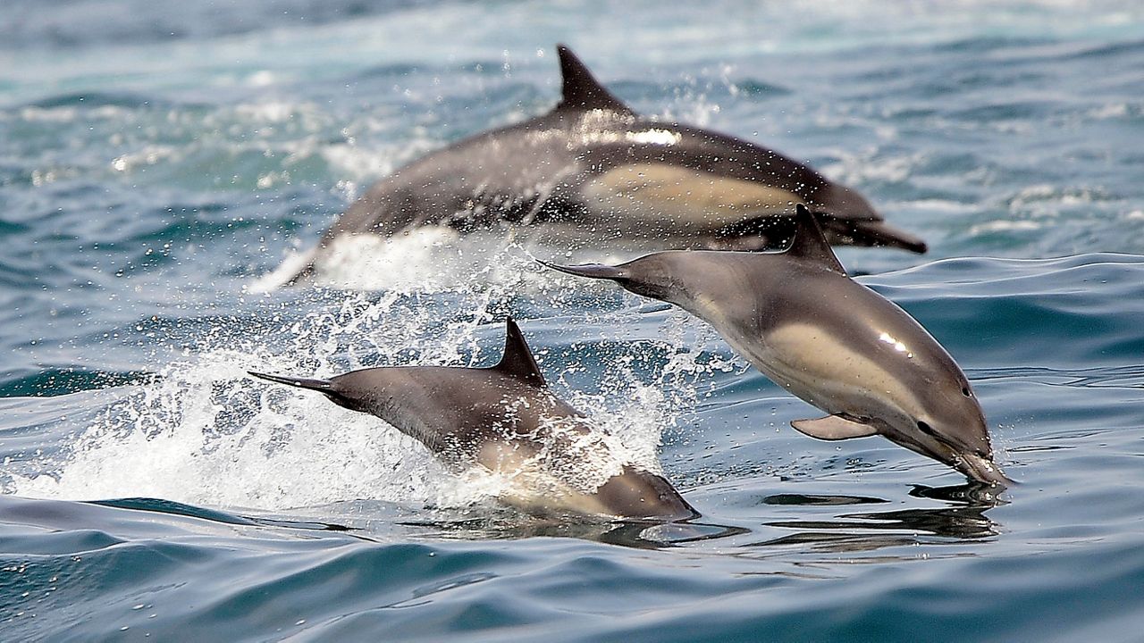 Dolphins frolic in the Pacific Ocean off of Long Beach on May 28, 2016.