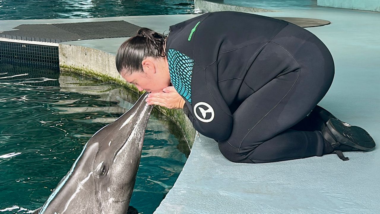 Kelsey Fischer, Senior Animal Care Specialist at Clearwater Marine Aquarium, works with Doris, a 28-year-old Rough-Toothed Dolphin. Doris arrived in June from an aquarium where Fischer worked. They are old friends. Fischer has an outline of Doris's tale tattooed on the inside of her wrist. The CMA offers a new exhibition “Tales of Winter the Dolphin,