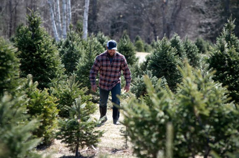 The 2008 recession is limiting Maine’s Christmas tree supply