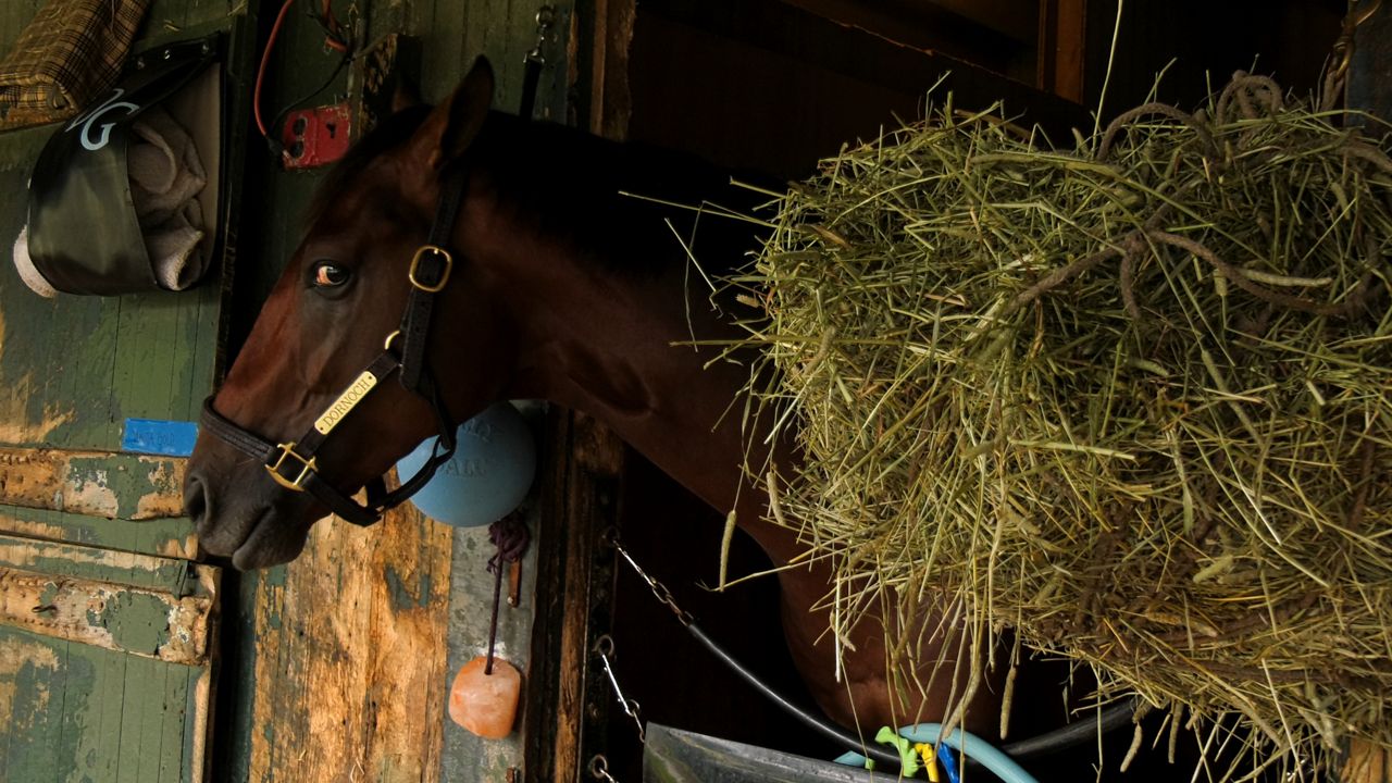 horse eyes camera from stall at saratoga race course