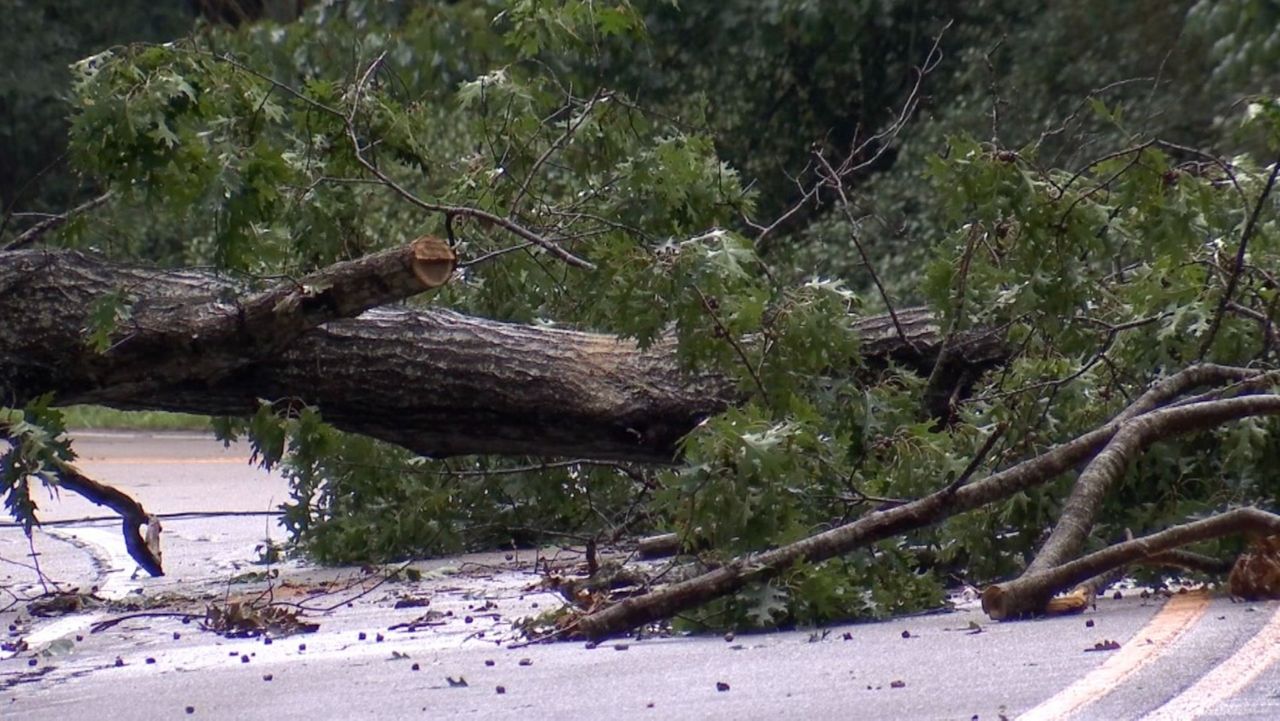 downed tree