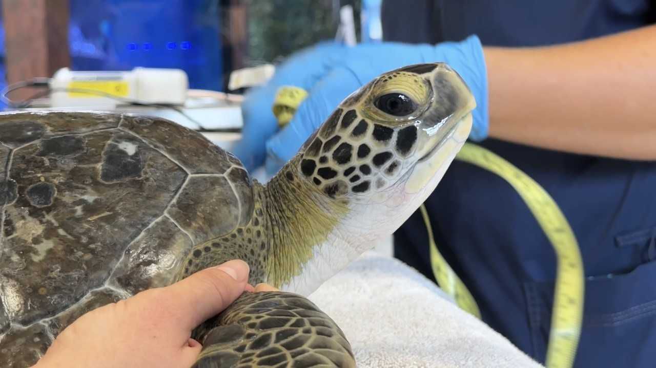 The Marine Science Center helps injured turtles