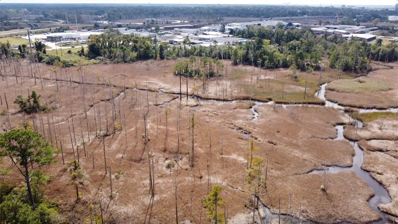 A ghost forest in Wilmington, NC