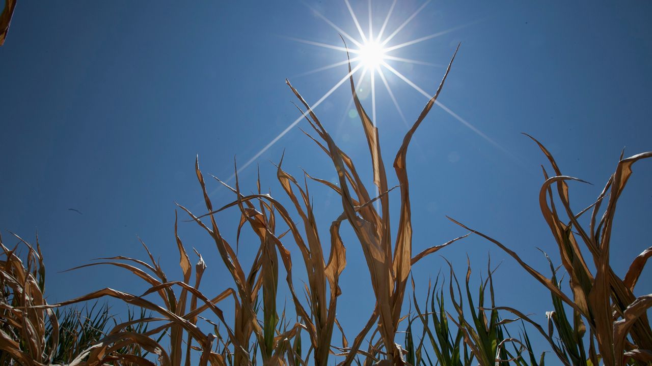 The sun shining on corn.