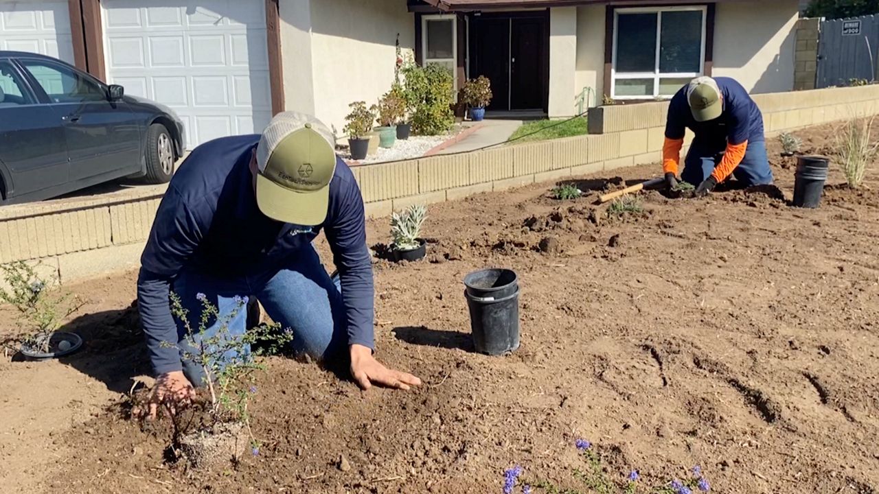 rebate-program-helps-californians-switch-to-native-plants