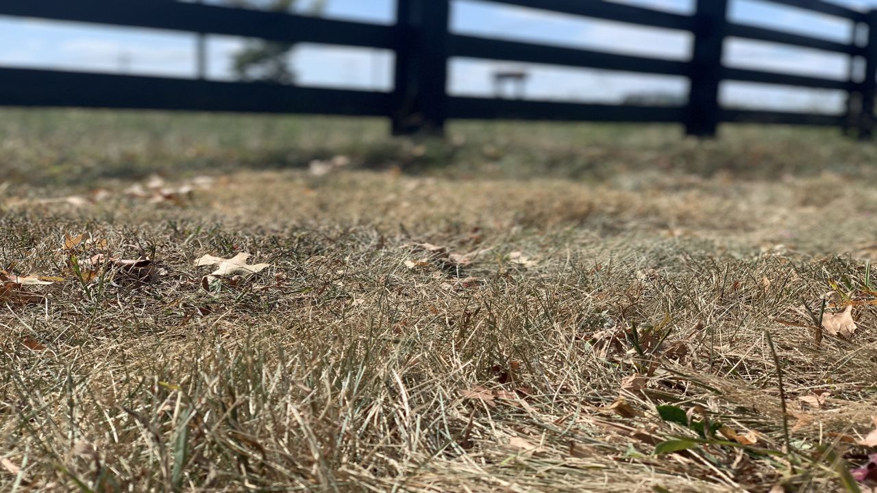 Dry grass photo