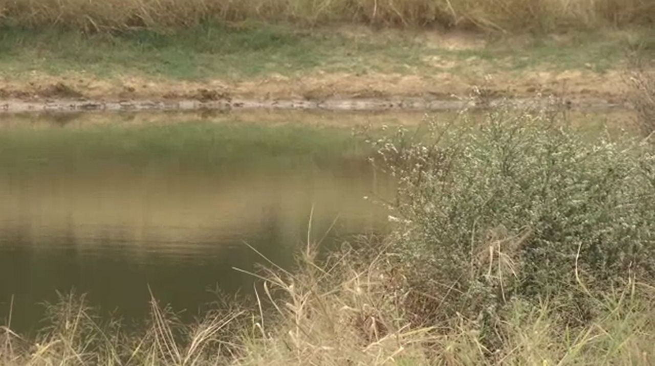 Dry vegetation. (File Photo)