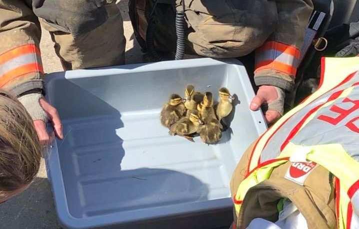 Monroe Fire Department saves 11 ducklings from storm drain
