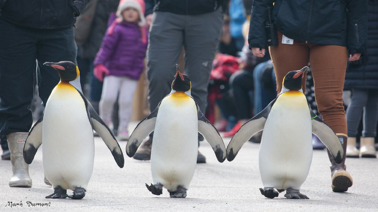 Penguin Parade at Cincinnati Zoo. (Photo Courtesy Mark Dumont/Cincinnati Zoo & Botanical Garden)