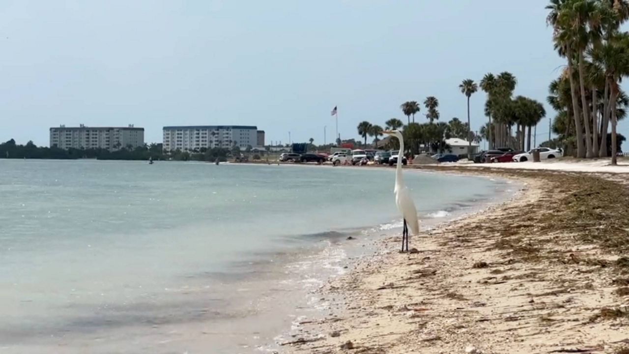 Two Fla. groups organize cleanup along Dunedin Causeway