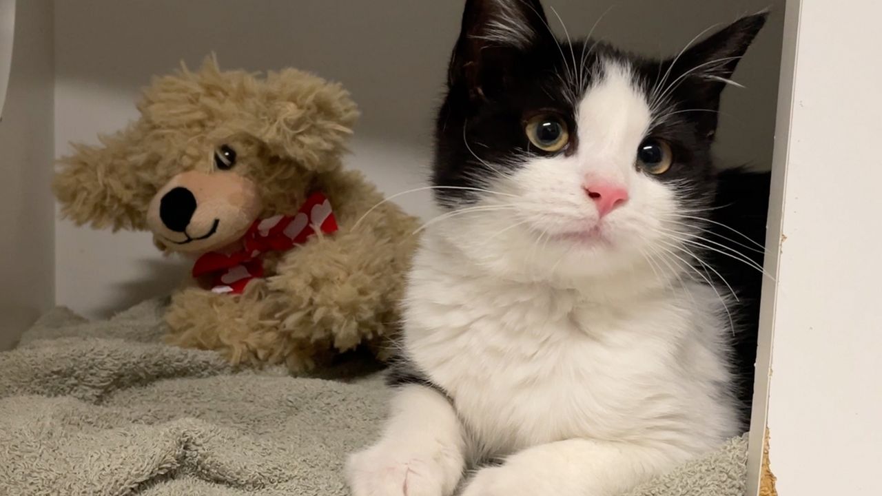 Program helps pet victims of domestic violence - Vimarsana News
