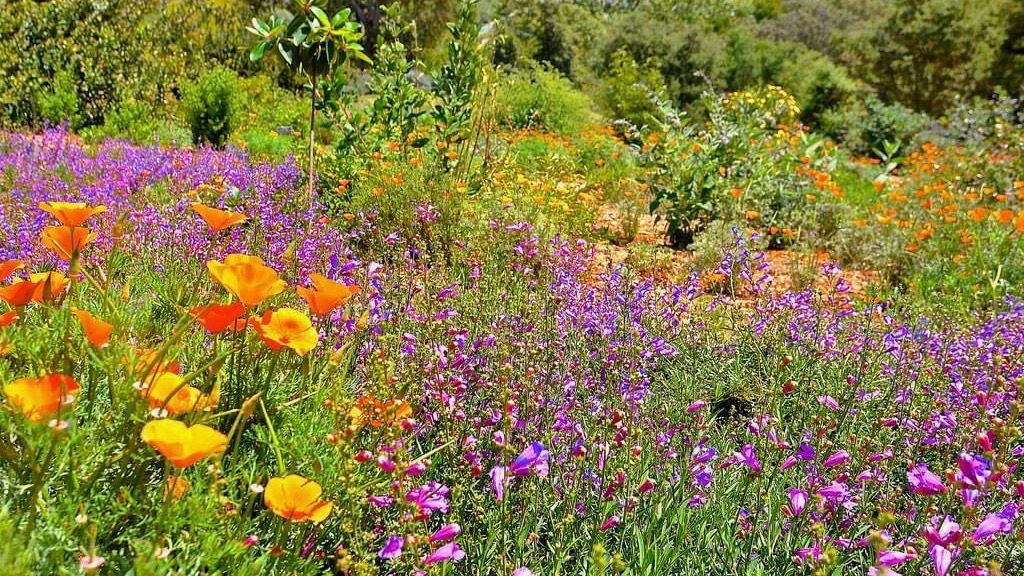 While the state may not have seen consistent enough rain for a super bloom, the flowers that make the event famous are always on display at the Niguel Botanical Preserve. (Photo courtesy of the Niguel Botanical Preserve)