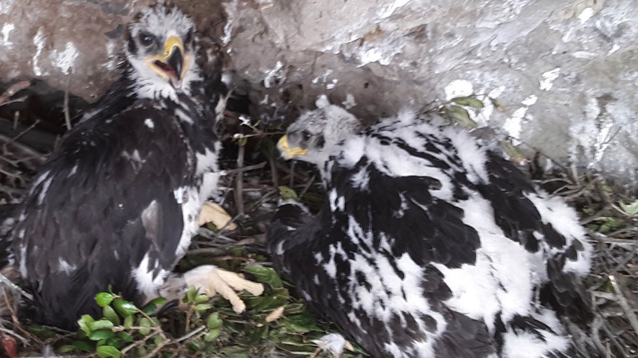 Golden Eagle Chicks Discovered In Santa Monica Mountains