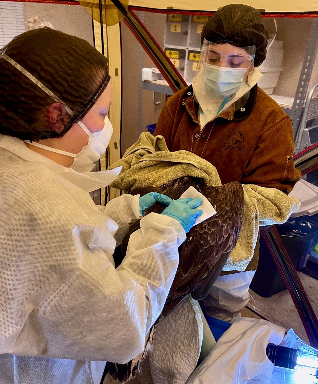 Bald eagle suffering injuries has died