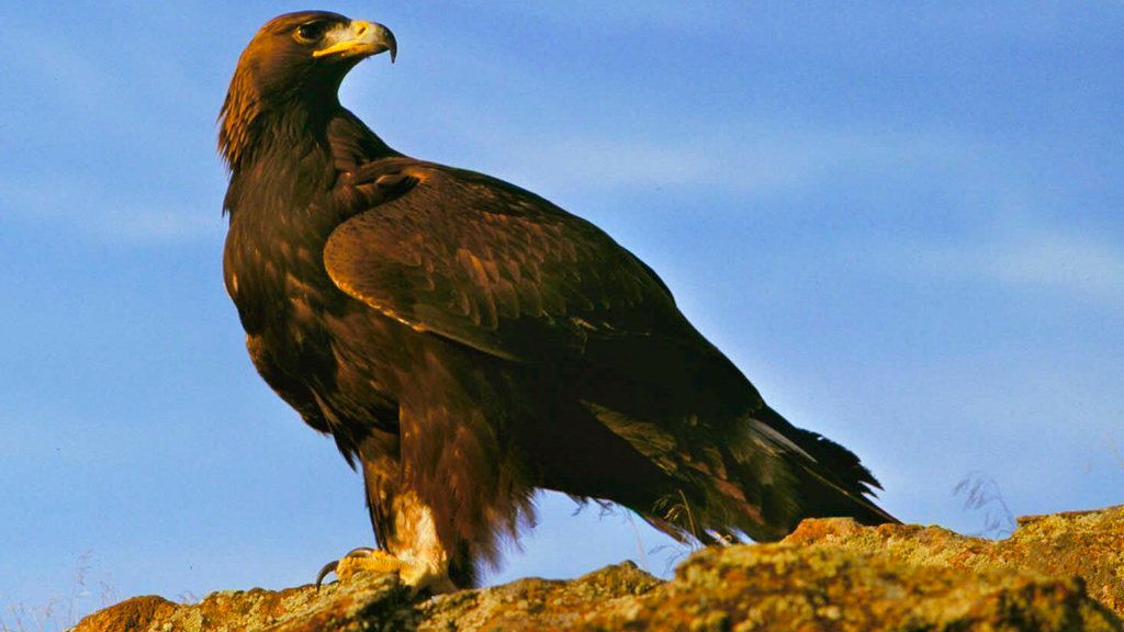 FILE-In this undated file photo, a golden eagle rests on top of the canyon at the Snake River Birds of Prey National Conservation Area, near Boise, Idaho. U.S. officials on Wednesday, April 18, 2018, have approved two high-voltage transmission line routes in southwestern Idaho aimed at modernizing the Pacific Northwest's energy grid. Approval of the Idaho segments was delayed by landowners who didn't want transmission lines on their property and environmentalists who didn't want lines in the Conservation Area. (AP Photo/Troy Maben, File)