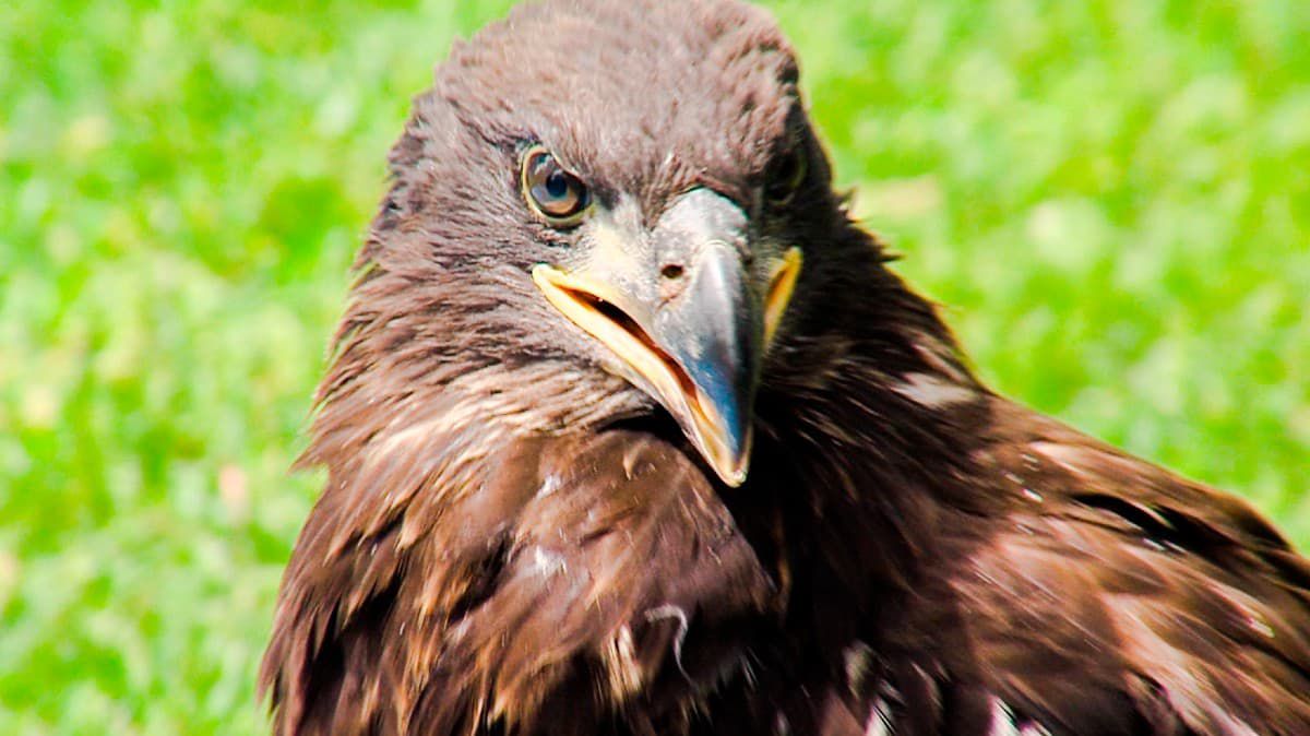 Massachusetts wildlife experts band two young eagles