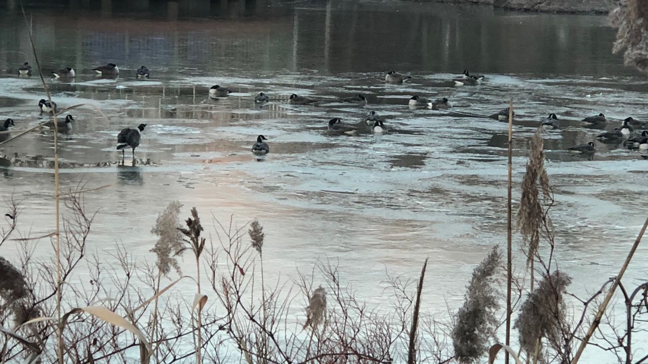 ducks in pond