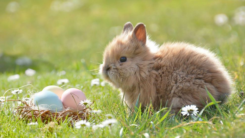 A bunny sits next to a nest of Easter eggs. (Photo Courtesy: Pixabay)