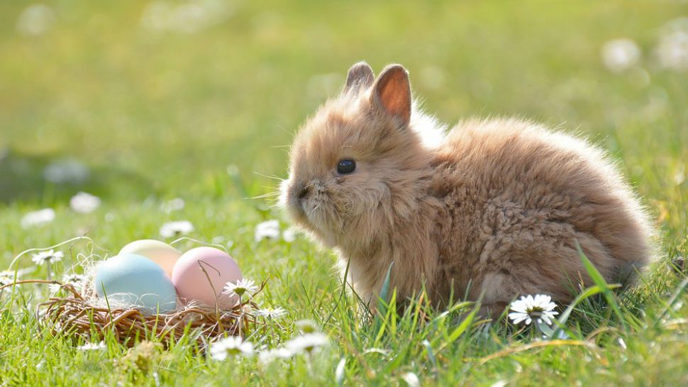 Easter Bunny spotted in Swift Current! -  - Local  news, Weather, Sports, Free Classifieds and Job Listings