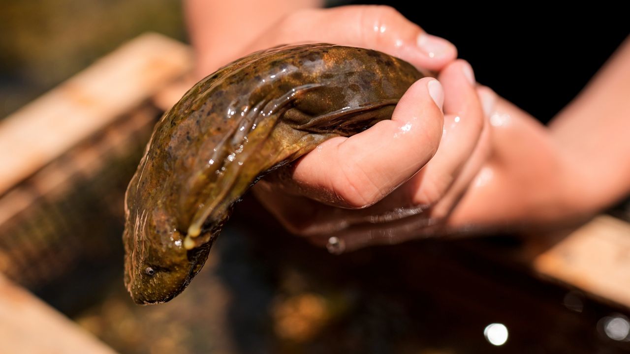 The eastern hellbender population of the Blue Ridge Mountains, which had been considered the healthiest of the subspecies, was ravaged by Hurricane Helene in September. (AP File Photo/Mike Stewart)