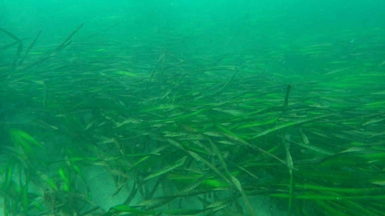 Study finds eelgrass is a powerhouse in climate change fight