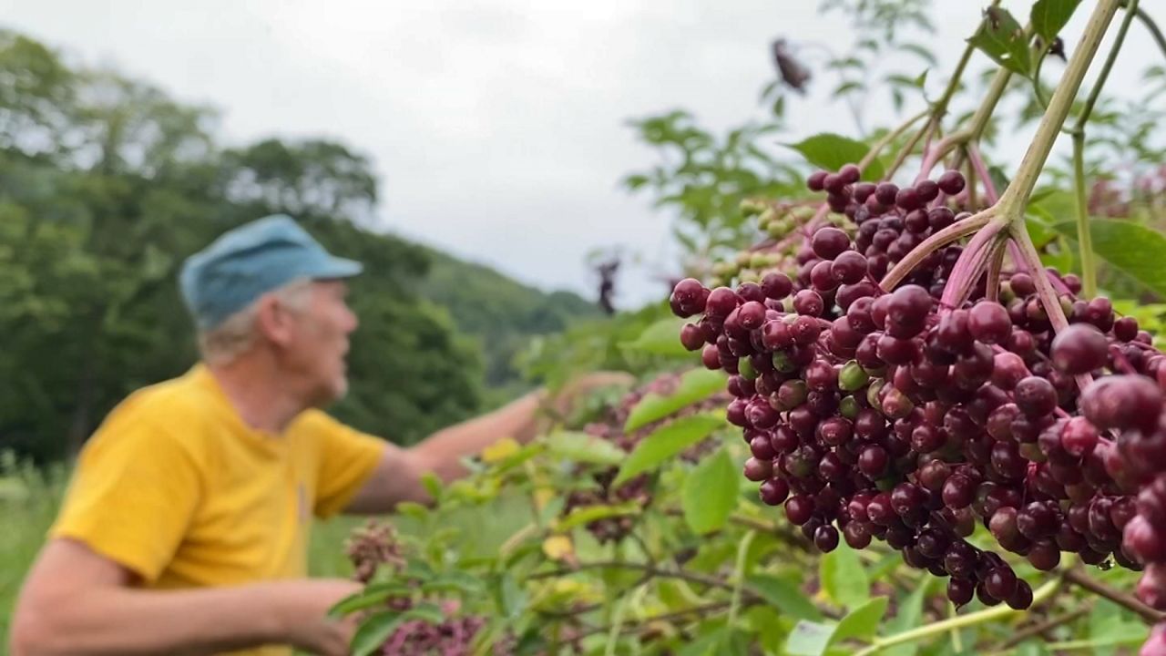 berries