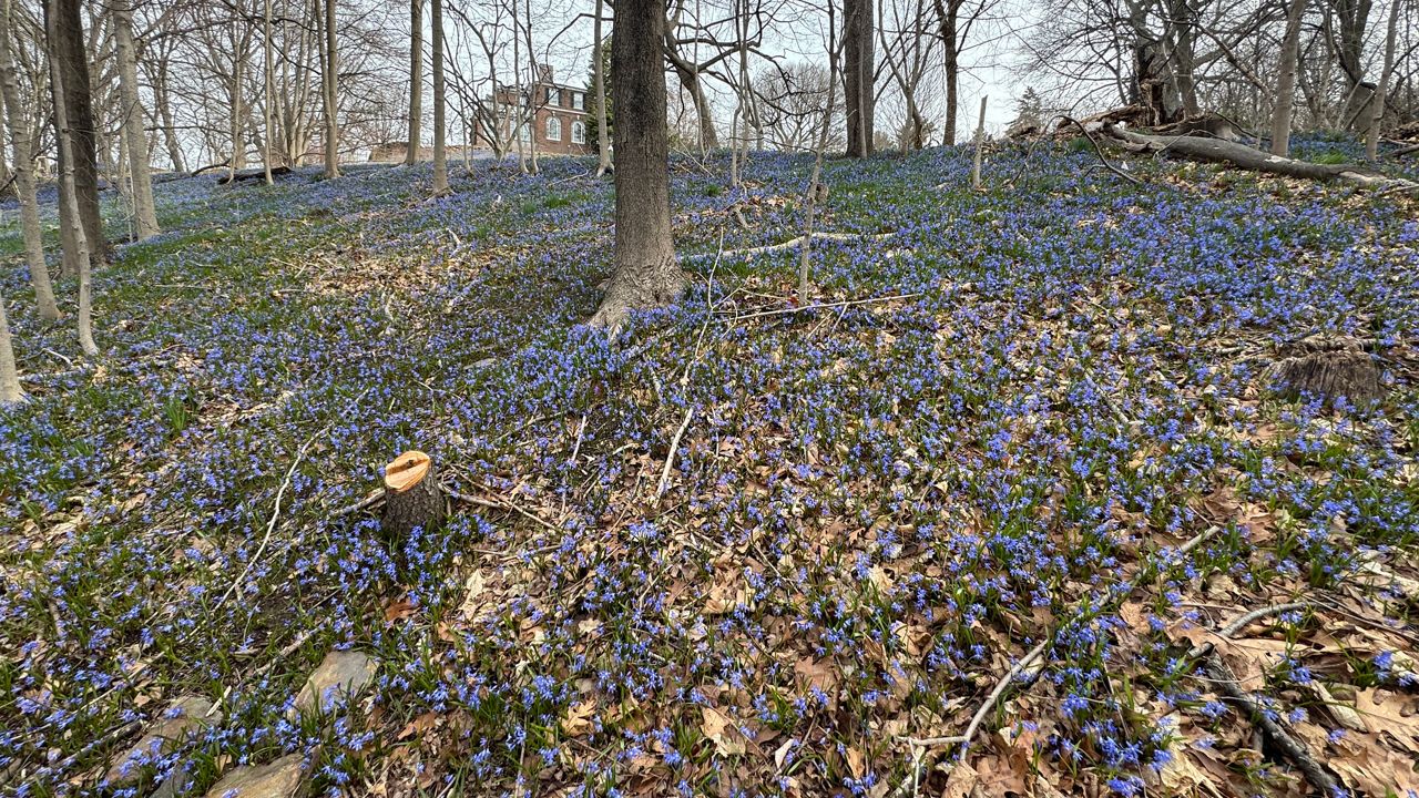 Electric blue blooms signal spring's arrival at Bronx garden
