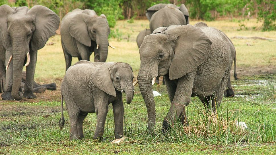File photo of a baby elephants with four other elephants. 