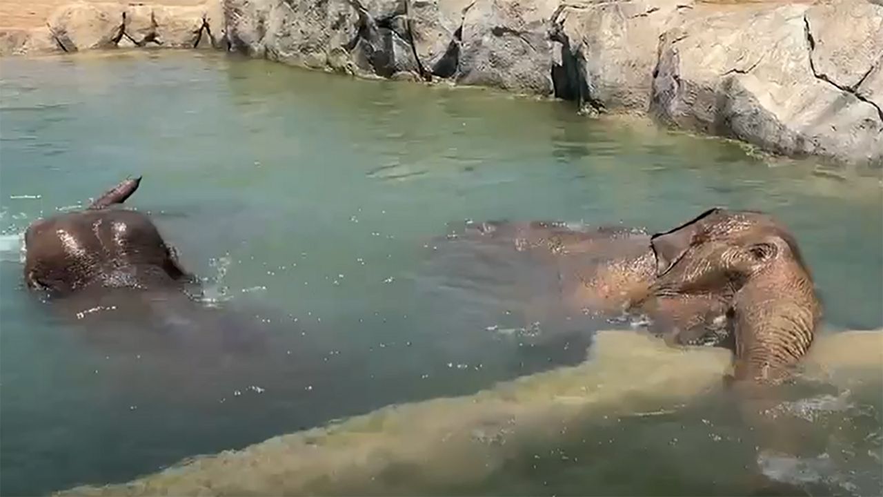 Elephants swimming at the Cincinnati Zoo to beat the heat. (Screenshot of video provided by the Cincinnati Zoo)