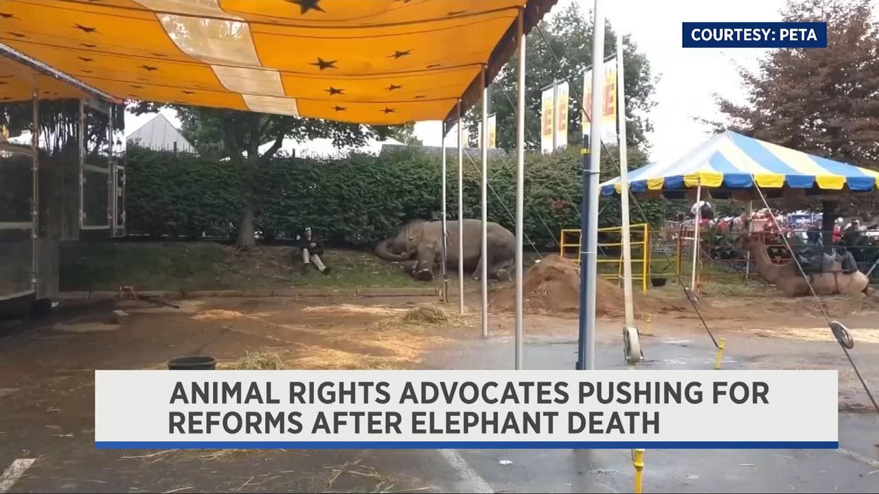 animal-rights-advocates-call-for-action