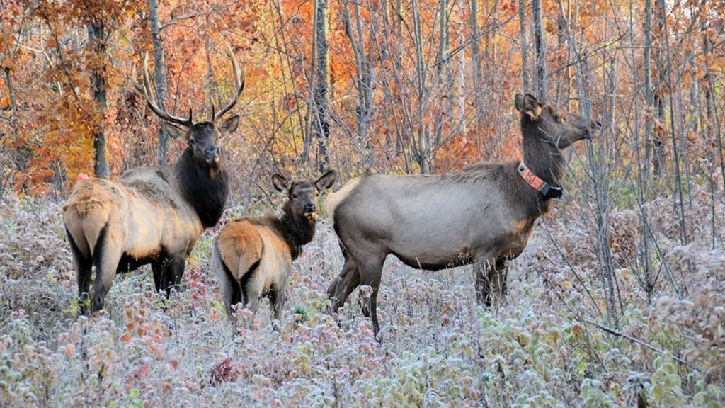 Reminder for deer hunters to identify their target