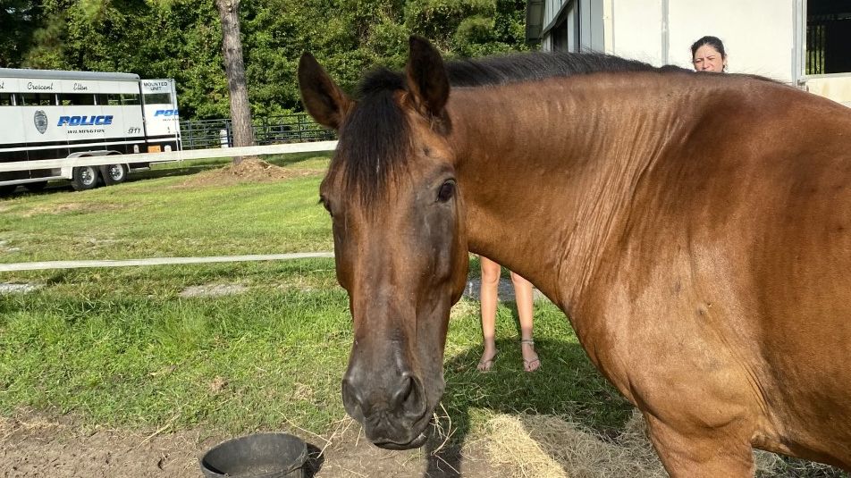 Elton, part of the Wilmington Police Department's mounted units, was injured early Saturday morning when he was hit from behind by a motorist. (Photo/Wilmington Police Department)