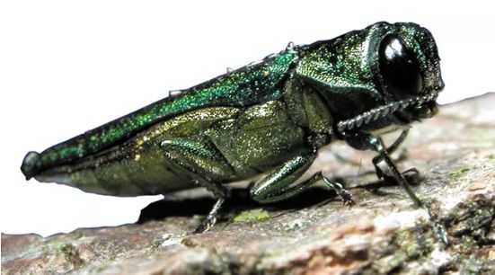 emerald ash borer