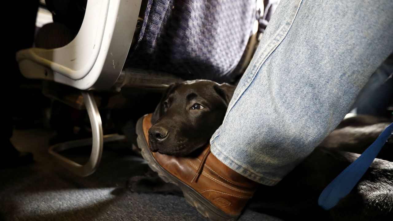 A service dog rests on the foot of its trainer while sitting inside a United Airlines plane at Newark Liberty International Airport in Newark, N.J. (AP Photo/Julio Cortez, File)