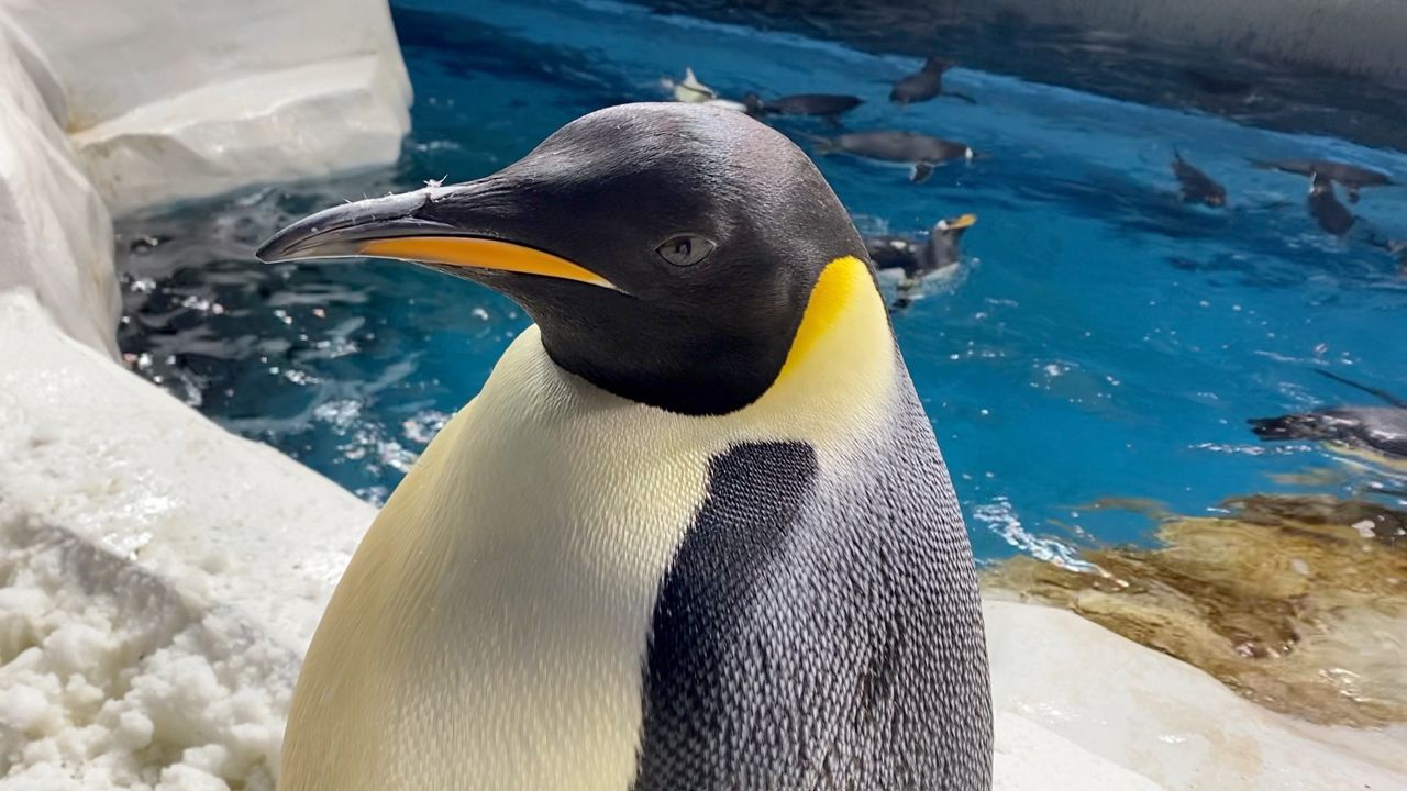 Emperor penguin to be upgraded to 'threatened' species