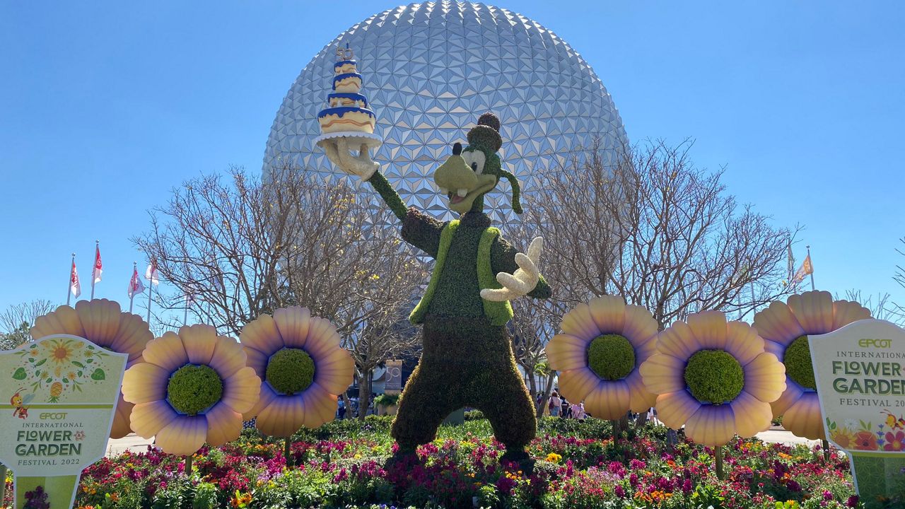 A special Disney World 50th anniversary topiary of Goofy holding a cake at the entrance of Epcot for the Flower & Garden Festival. (Spectrum News/Ashley Carter)