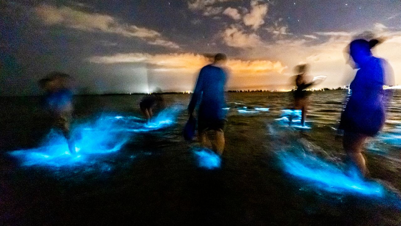 Tour shows bioluminescent lights in waters off Titusville