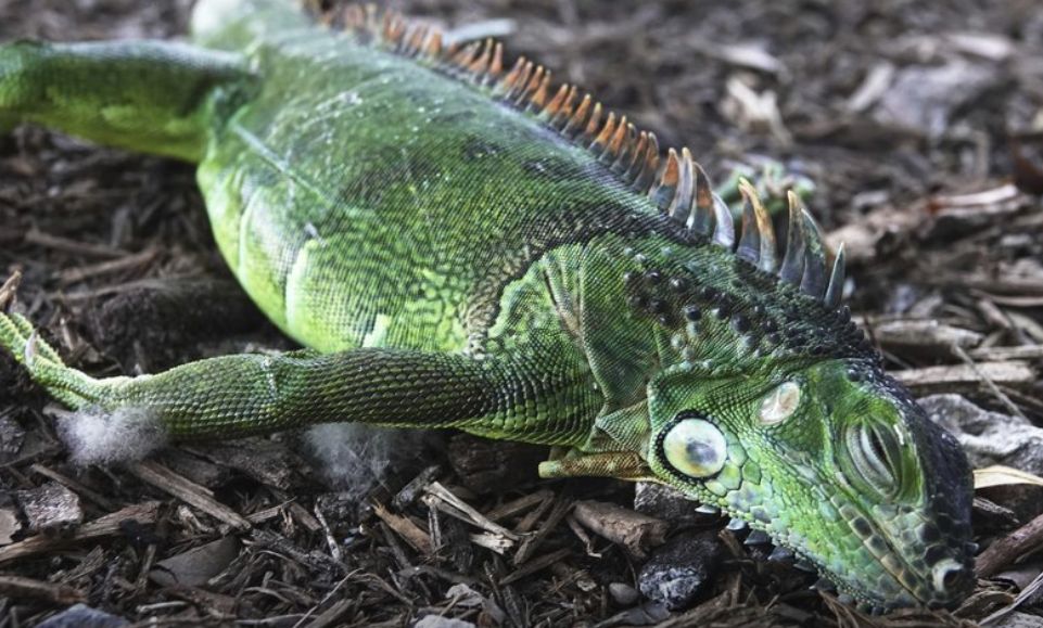 Iguanas.