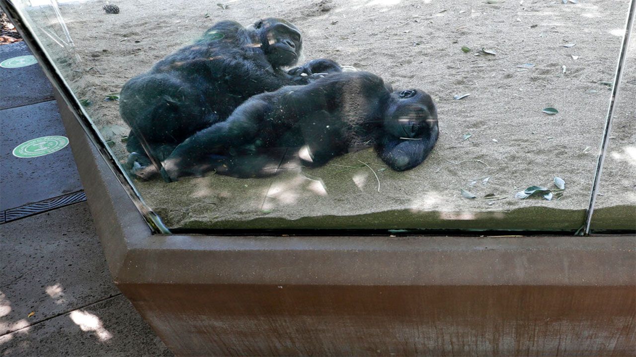 Vacuna. Animales. Foto: Dos gorilas en el Zoológico de San Diego. Archivo.
